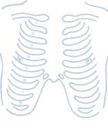 ラバースタンプ（胸部）